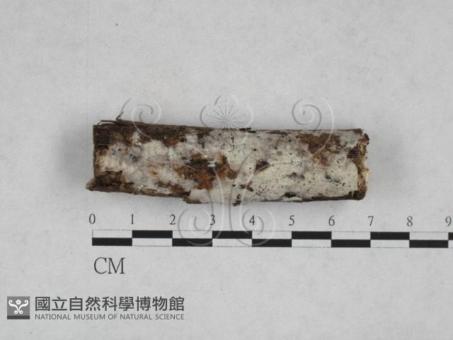 絲皮菌屬藏品圖，第1張