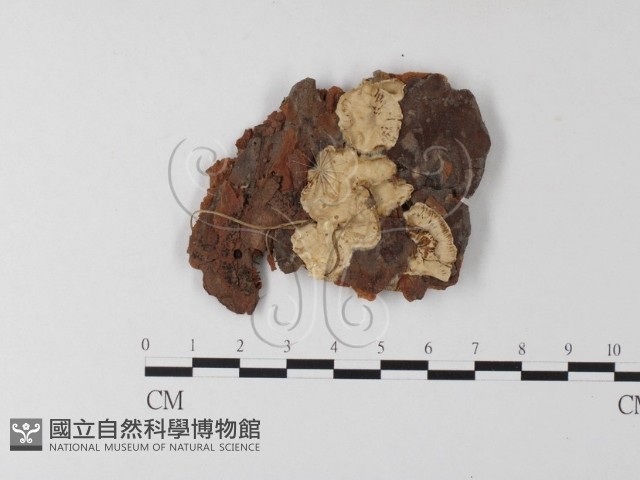 登錄號:F0008268藏品圖，第1張