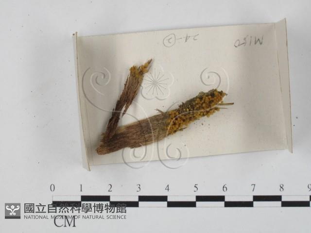 登錄號:F0018268藏品圖，第1張