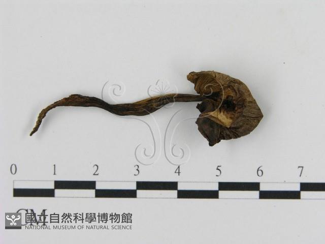 登錄號:F0020268藏品圖，第1張