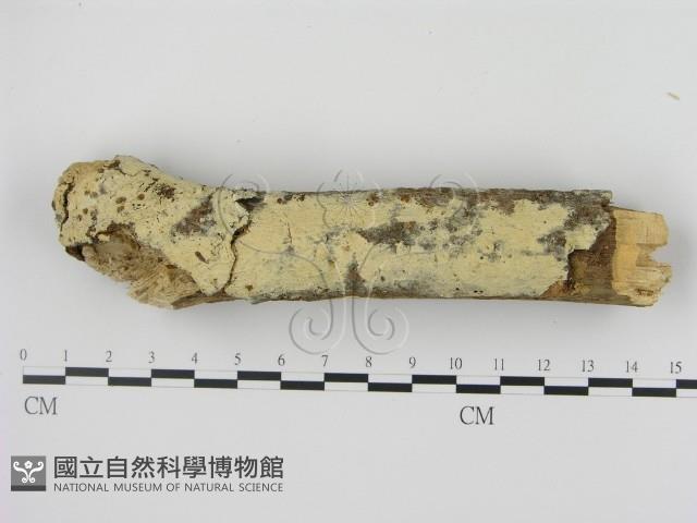 剛毛絲皮菌藏品圖，第1張