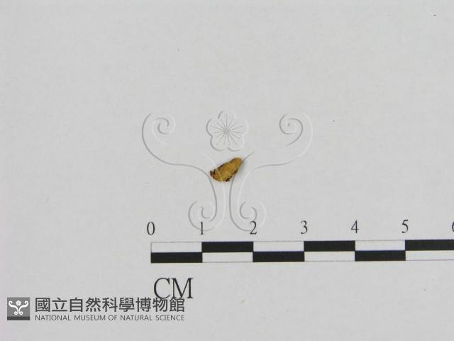 登錄號:F0010268藏品圖，第1張