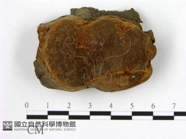 登錄號:F0006268藏品圖，第1張