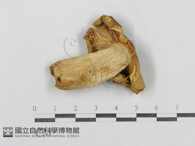 登錄號:F0016268藏品圖，第1張