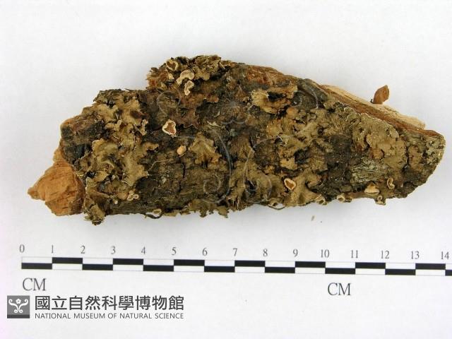登錄號:F0001268藏品圖，第1張