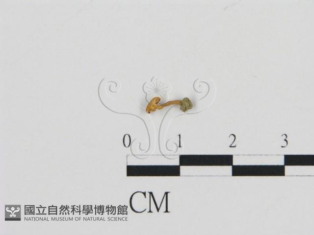 濕傘屬藏品圖，第1張