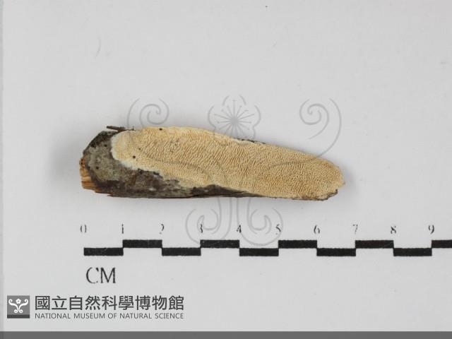 冇骨消絲齒菌藏品圖，第1張