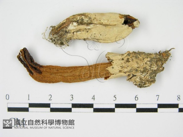 登錄號:F0014268藏品圖，第1張