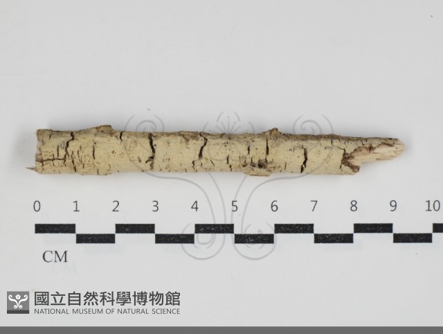 登錄號:F0034268藏品圖，第1張