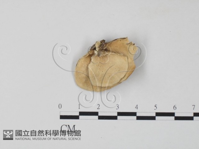 雲芝藏品圖，第1張