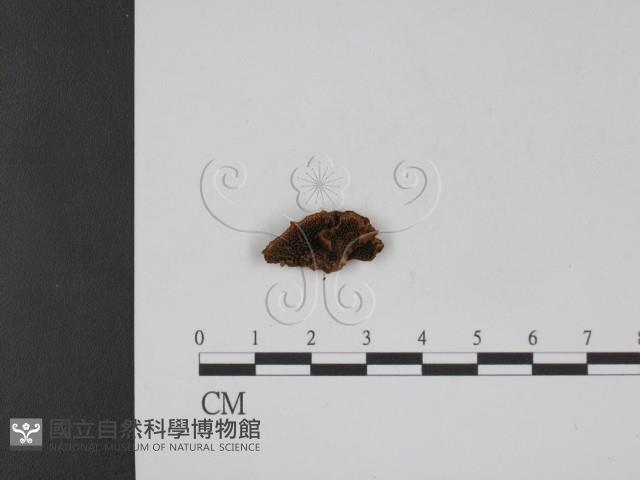 登錄號:F0002268藏品圖，第1張