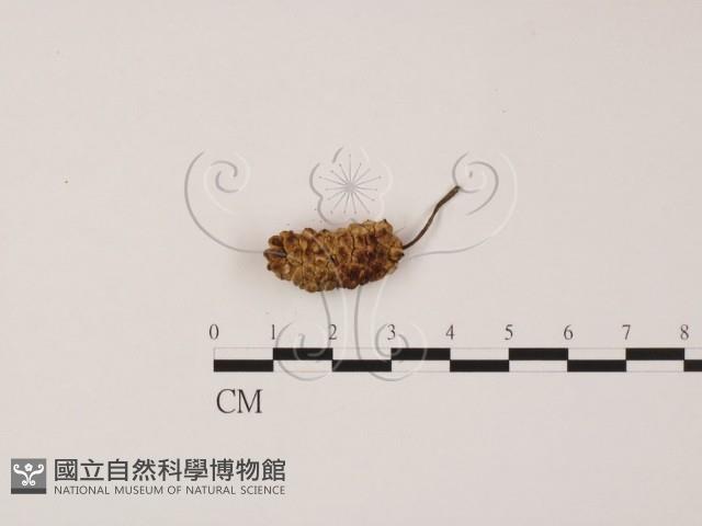 登錄號:F0012268藏品圖，第1張