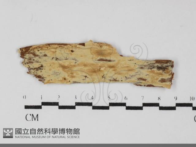 登錄號:F0032268藏品圖，第1張