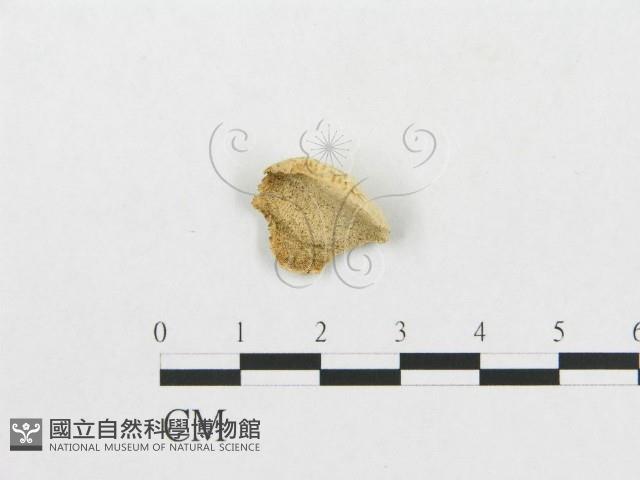 登錄號:F0007268藏品圖，第1張