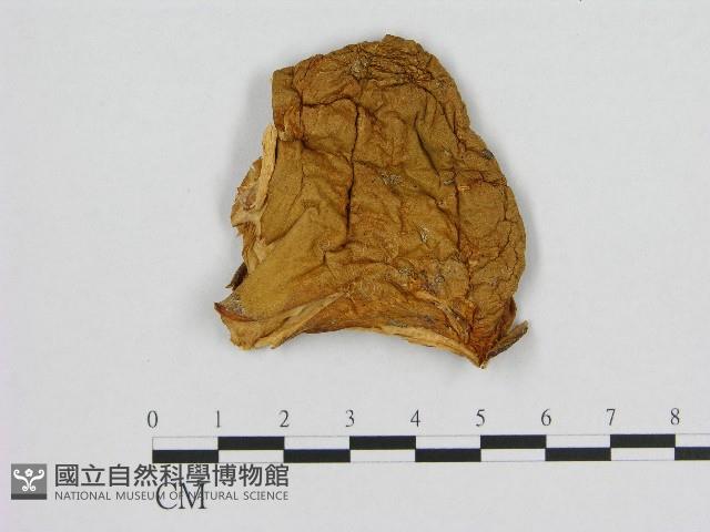 登錄號:F0017268藏品圖，第1張