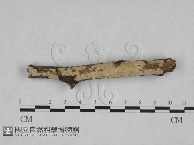 登錄號:F0025268藏品圖，第1張