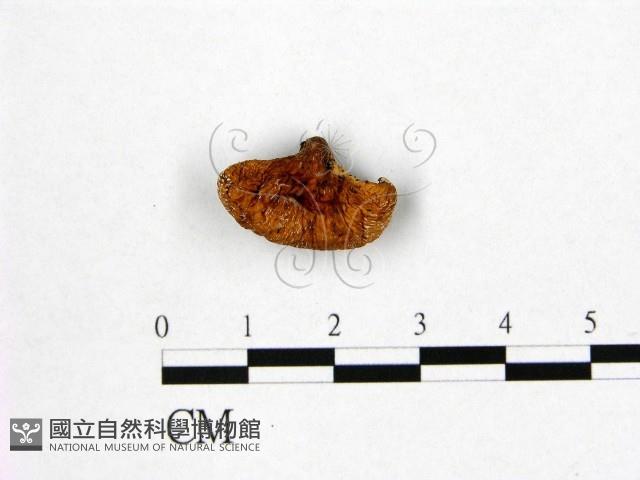 登錄號:F0005268藏品圖，第1張