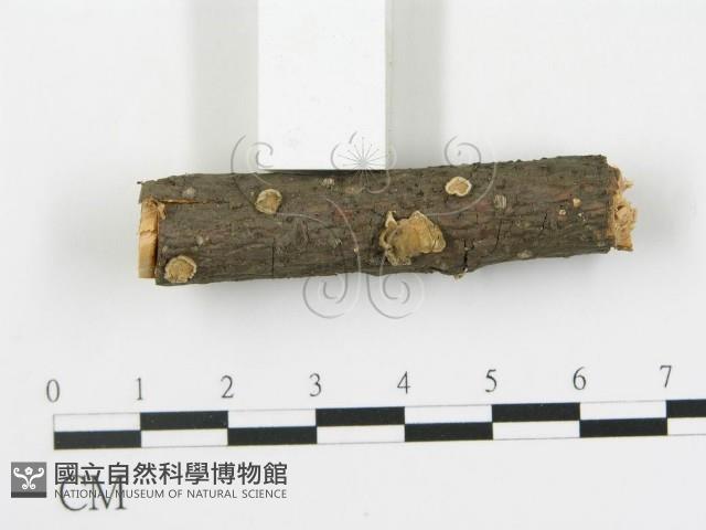 盤革菌屬藏品圖，第1張
