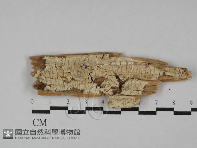 傑克菌屬藏品圖，第1張