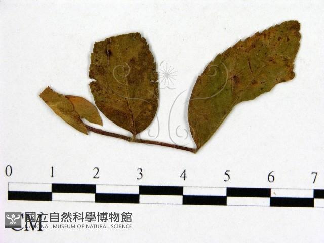 登錄號:F0019268藏品圖，第1張