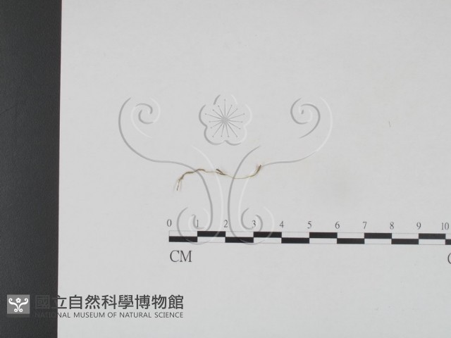登錄號:F0003268藏品圖，第1張