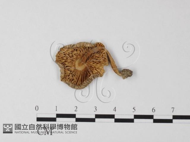登錄號:F0013268藏品圖，第1張