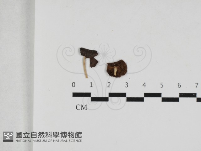 小皮傘屬藏品圖，第1張