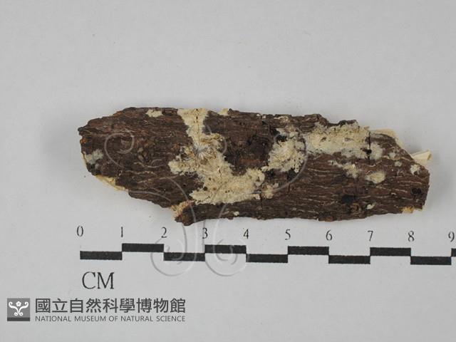 登錄號:F0028868藏品圖，第1張