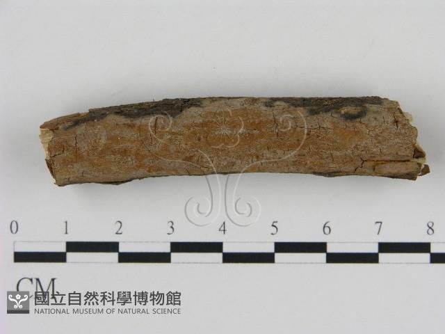 刺革菌屬藏品圖，第1張