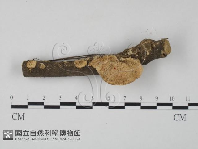 栓菌屬藏品圖，第1張