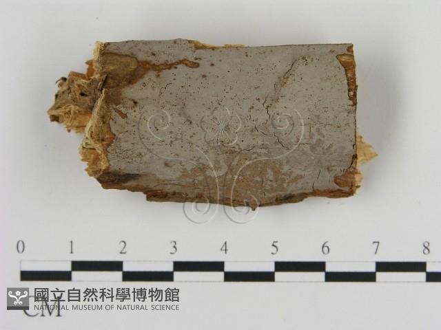 刺革菌屬藏品圖，第1張