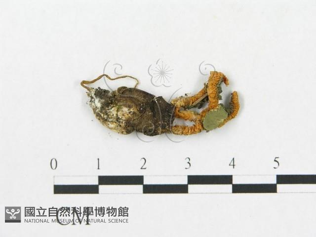 登錄號:F0016868藏品圖，第1張
