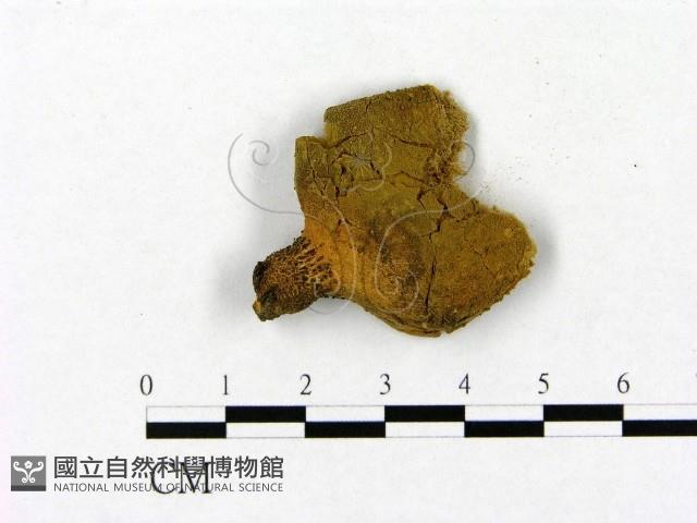 登錄號:F0021868藏品圖，第1張