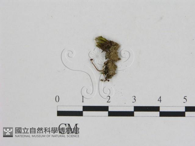 小菇屬藏品圖，第1張
