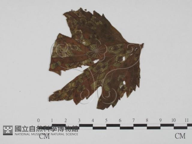 登錄號:F0011868藏品圖，第1張