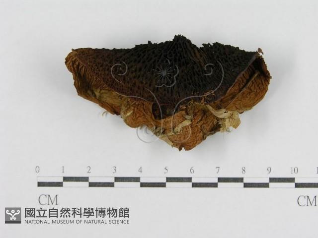 登錄號:F0004868藏品圖，第3張