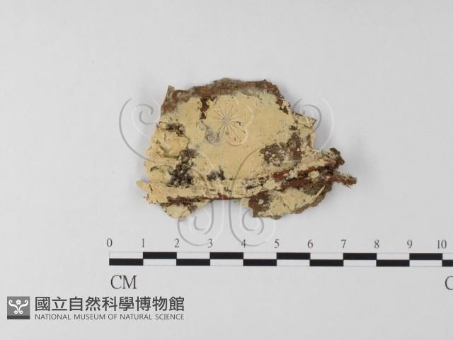 登錄號:F0014868藏品圖，第1張