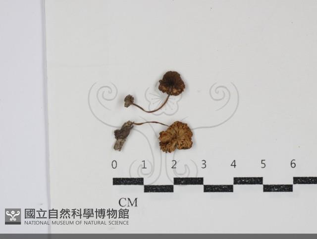 登錄號:F0034868藏品圖，第1張