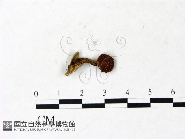 登錄號:F0022868藏品圖，第1張