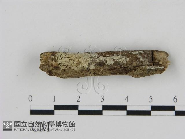 冇骨消絲齒菌藏品圖，第1張