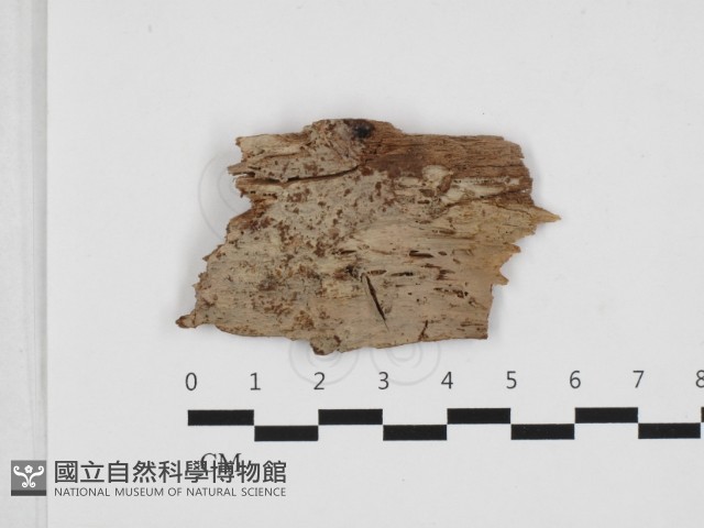 登錄號:F0032868藏品圖，第1張