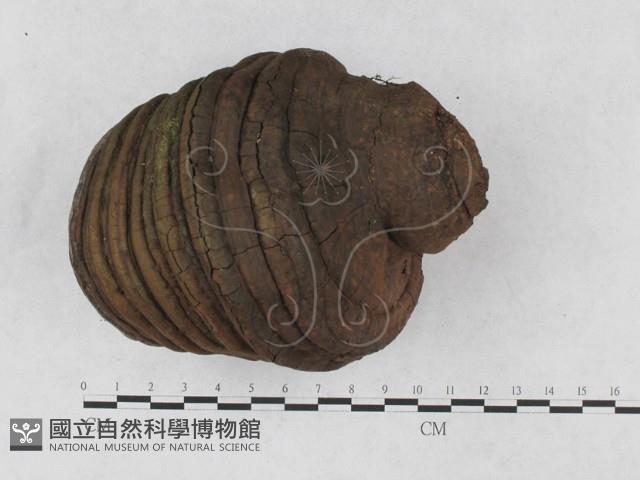 靈芝屬藏品圖，第1張