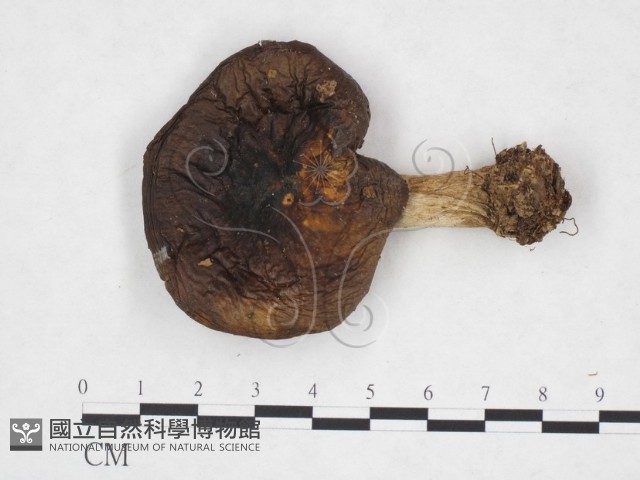 登錄號:F0025868藏品圖，第1張