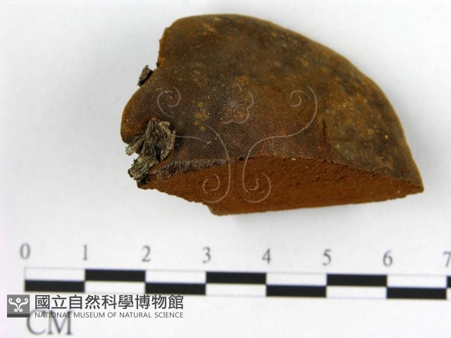登錄號:F0005868藏品圖，第1張