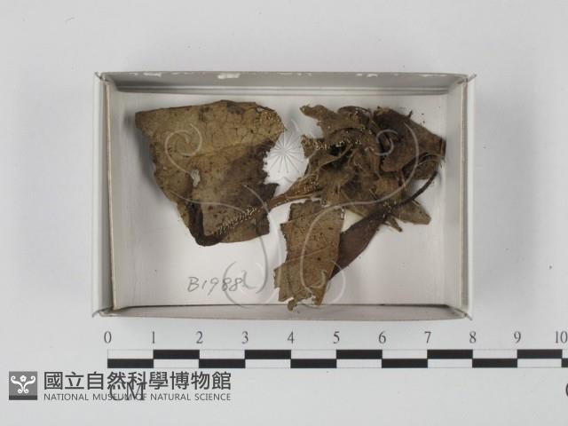 登錄號:F0019868藏品圖，第1張