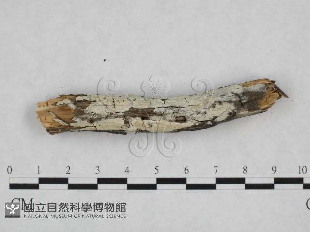 登錄號:F0023868藏品圖，第1張
