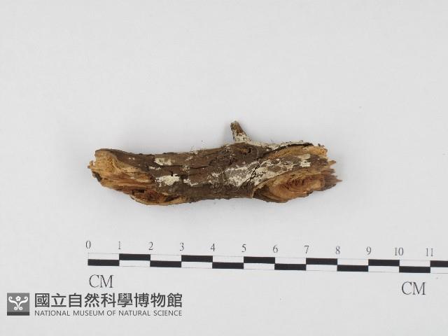 冇骨消絲齒菌藏品圖，第1張