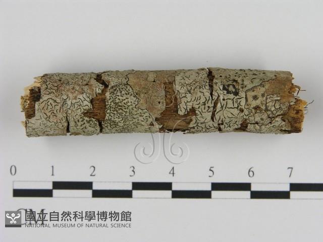 登錄號:F0013868藏品圖，第1張