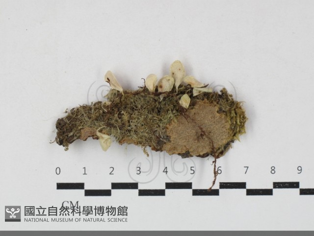 刺革菌屬藏品圖，第1張