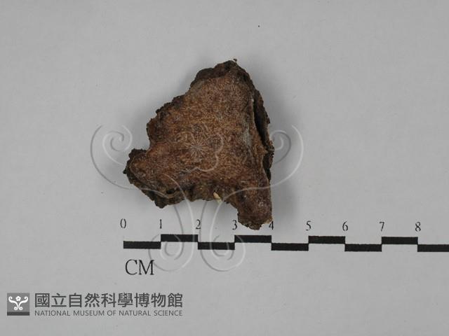 登錄號:F0028968藏品圖，第1張